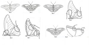 схемы для вышивки бабочек