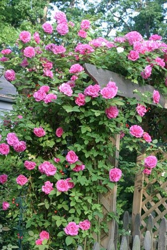 розы в саду 